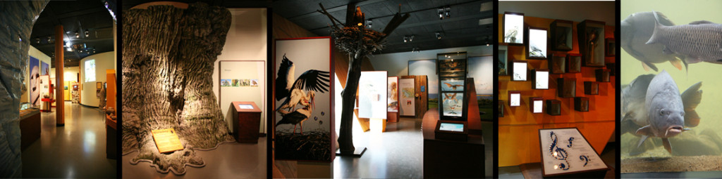 Müritzeum 4_neu